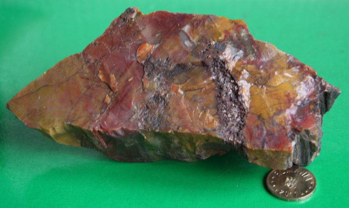 Fragment de trunchi de Araucaria silicifiat