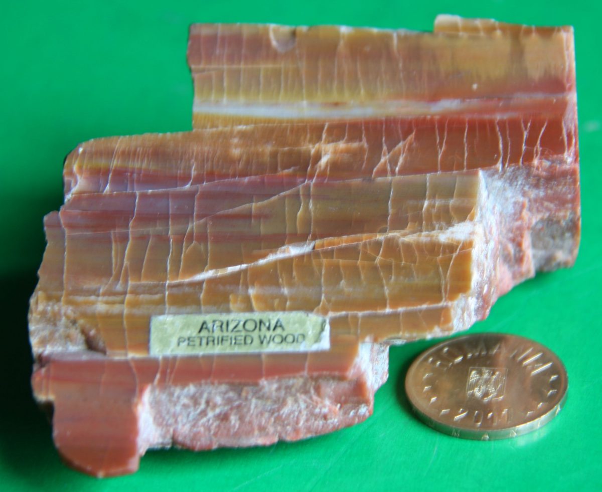 Fragment de trunchi de Araucaria silicifiat