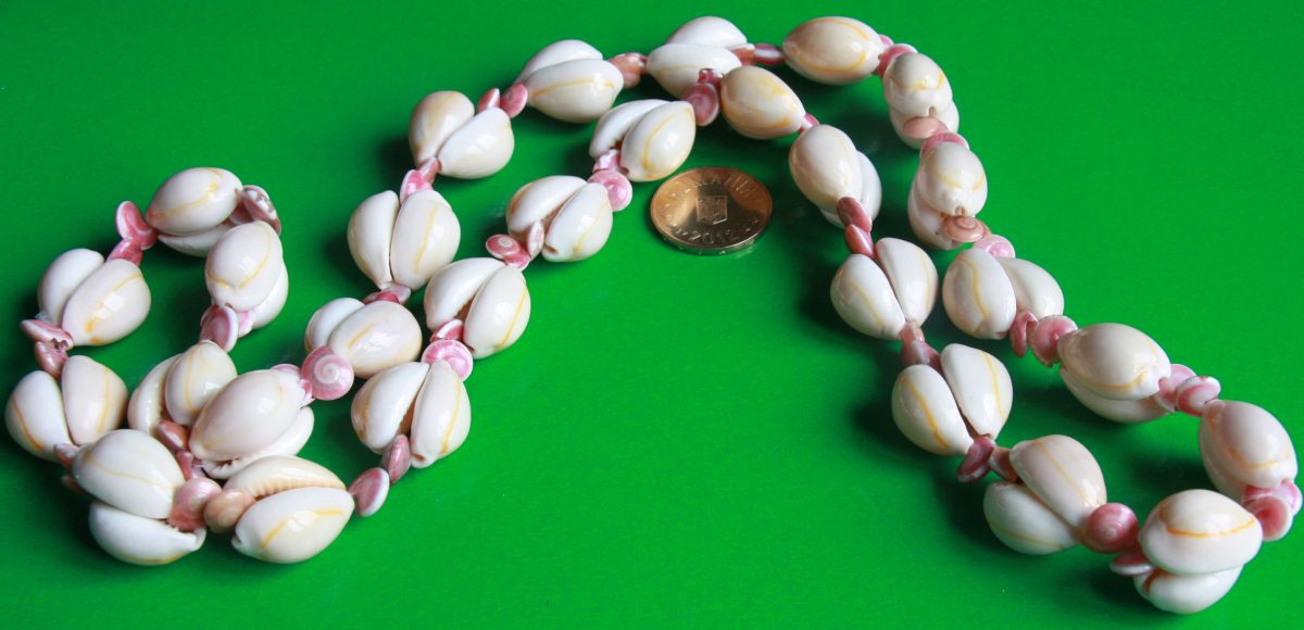 Cypraea moneta (Ghioc)