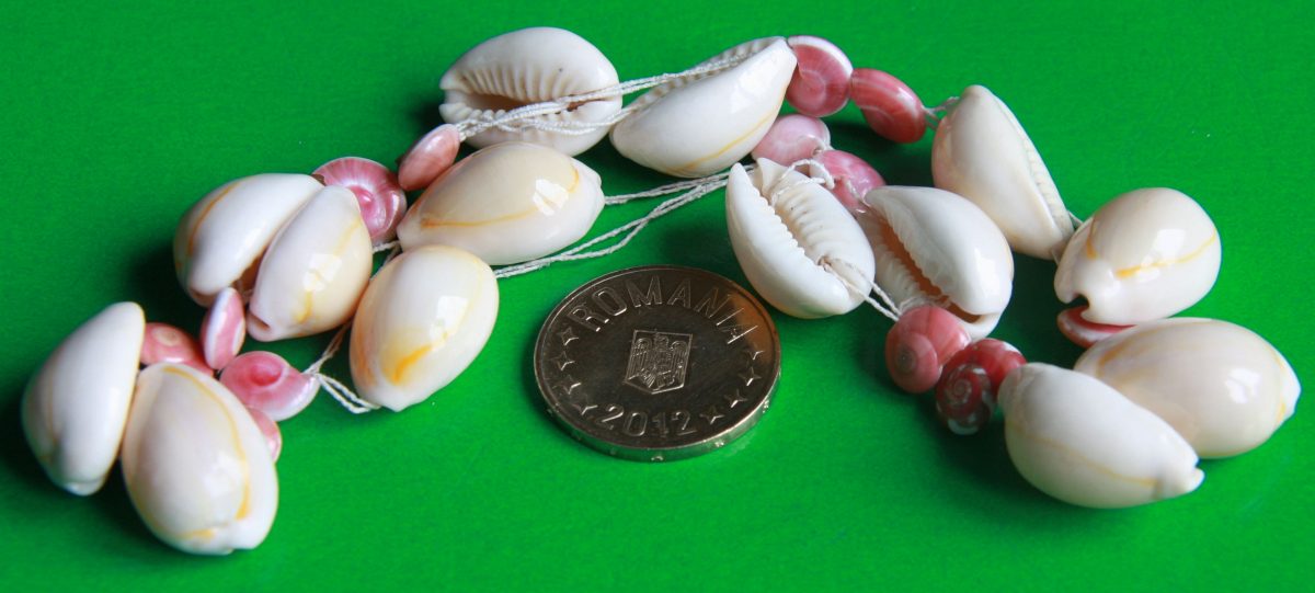 Cypraea moneta (Ghioc)