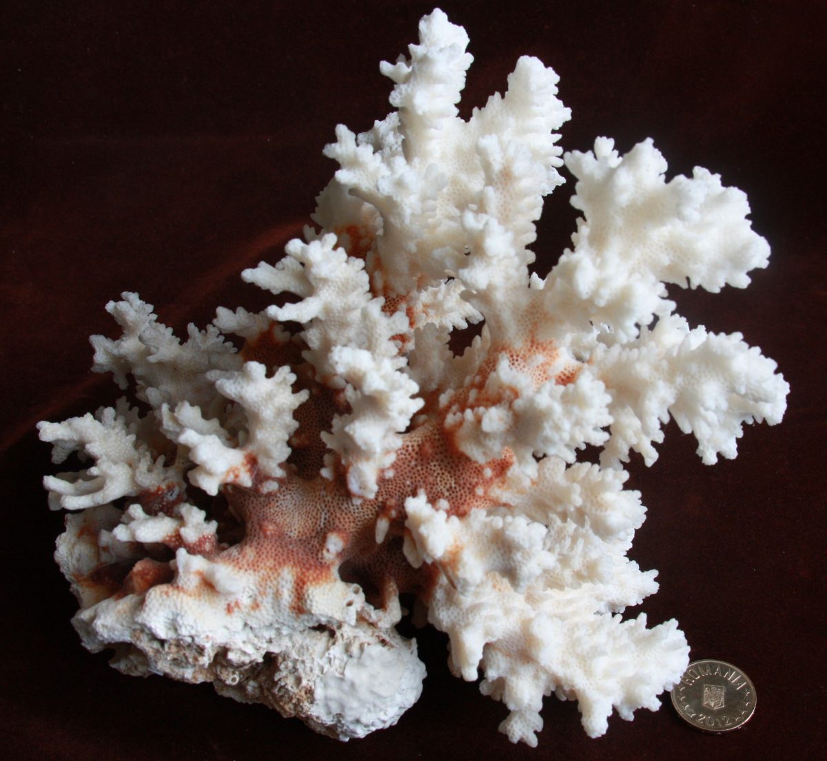 Coral