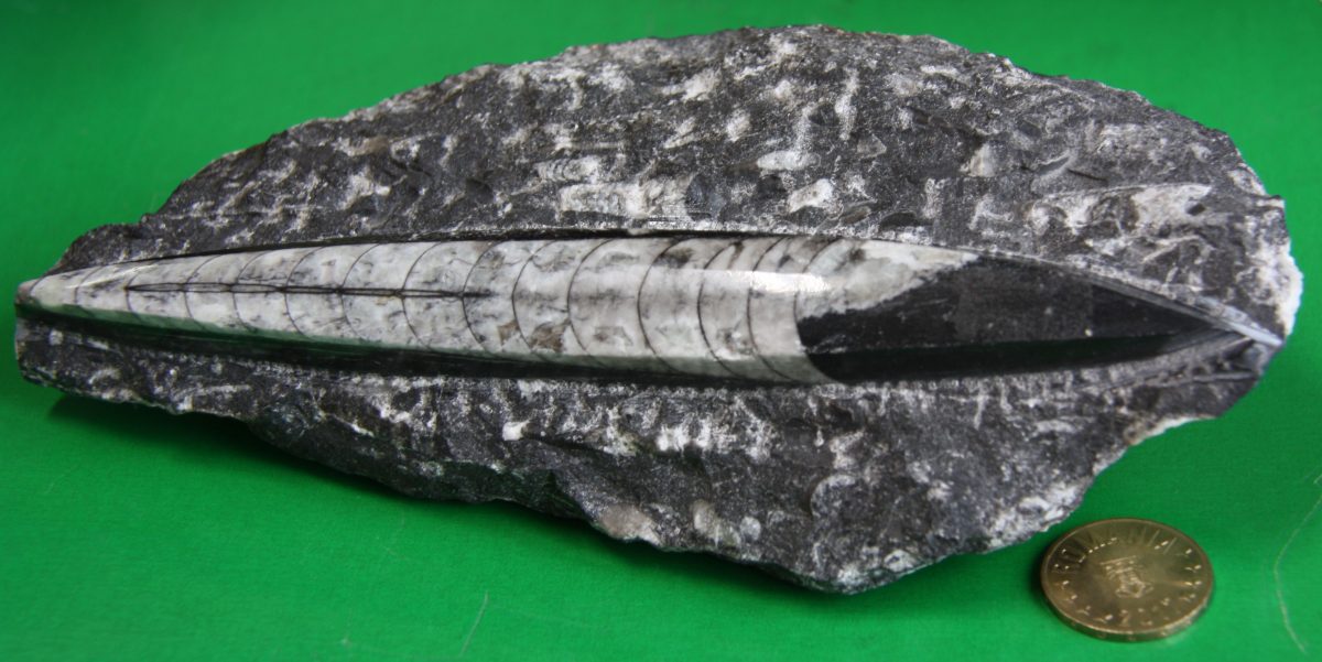 Ortoceratit silicifiat