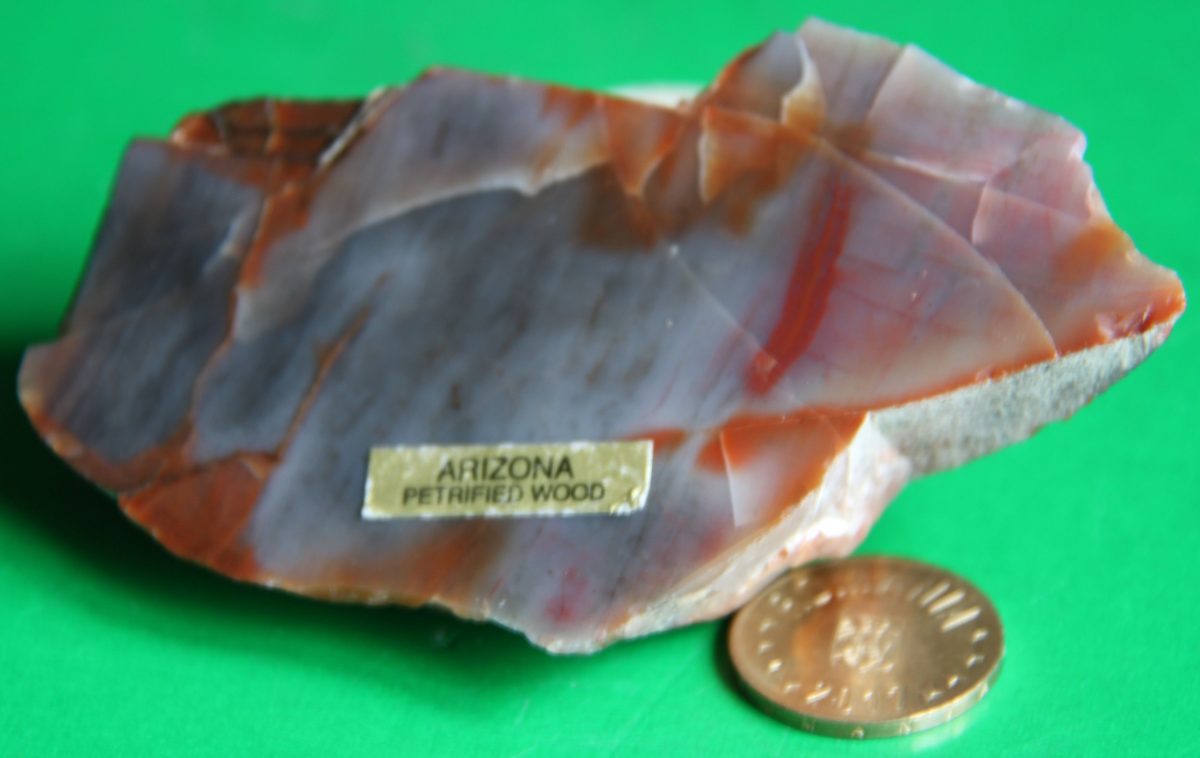Fragment de trunchi de Araucaria silicifiat