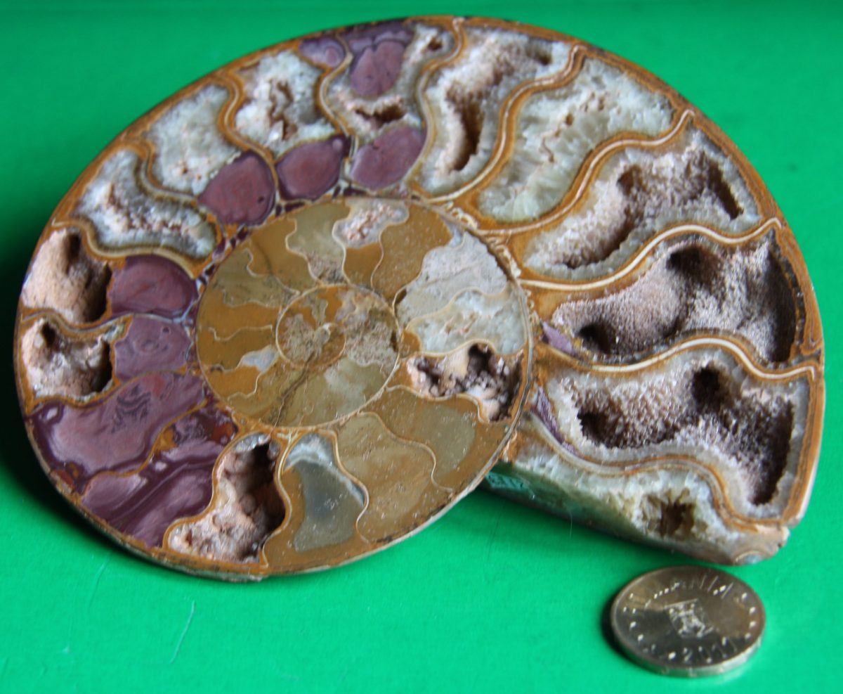 Cleoniceras (amonit) silicifiat