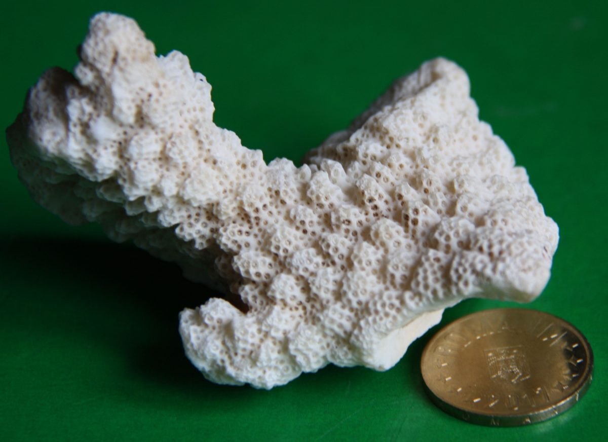 Fragment de recif de coral