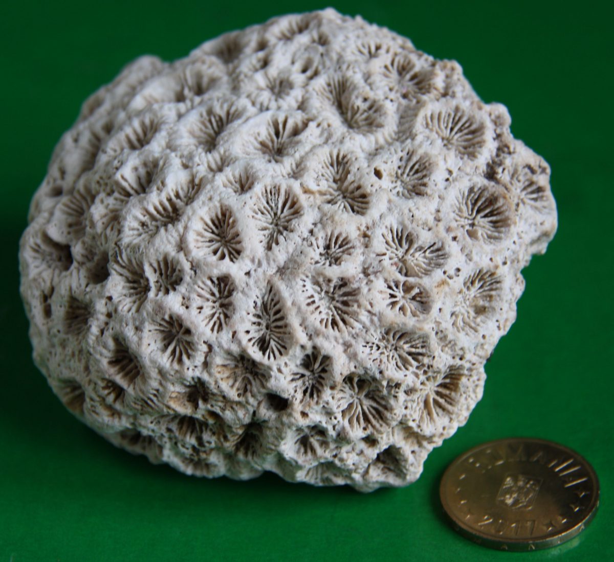 Fragment de recif de coral
