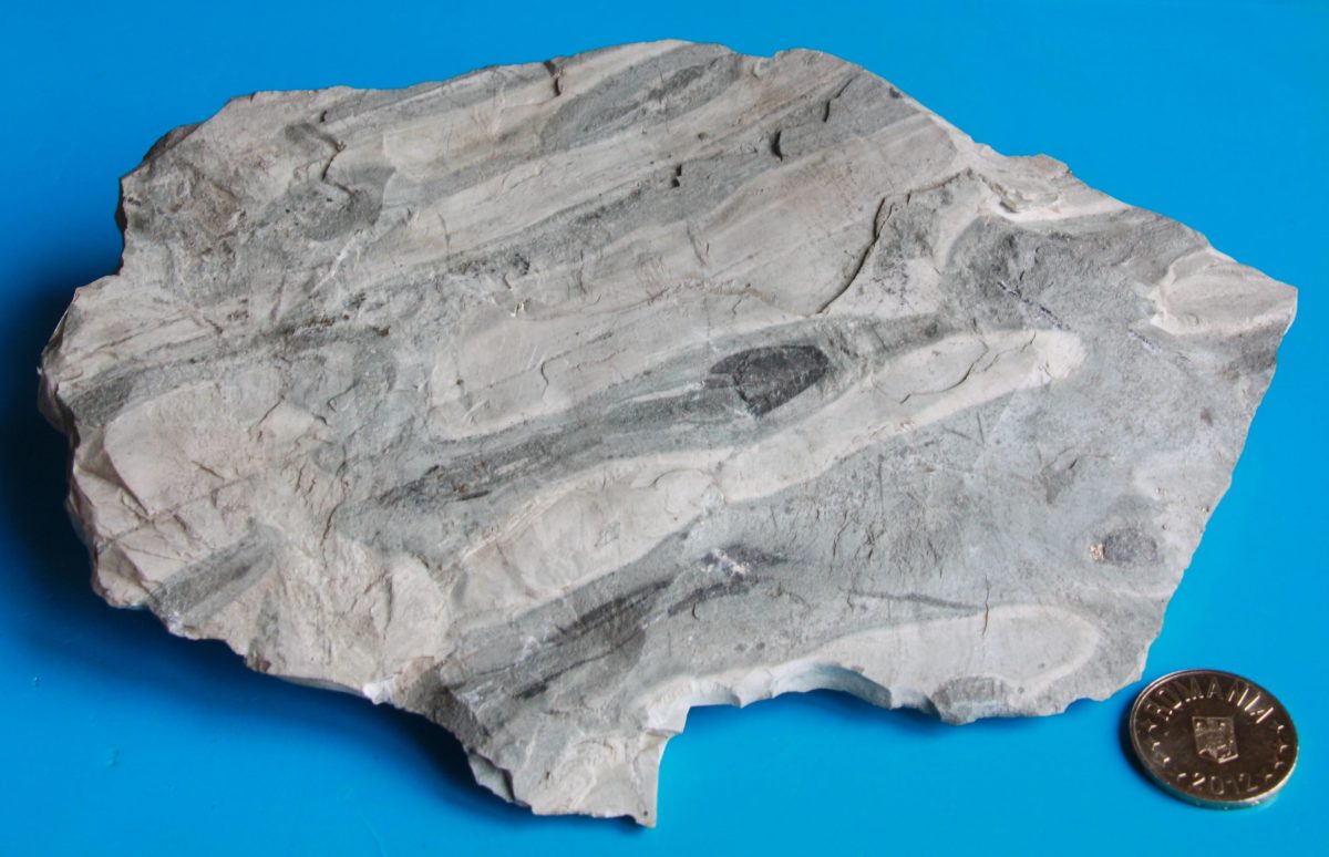 Roci tigrate paleogene