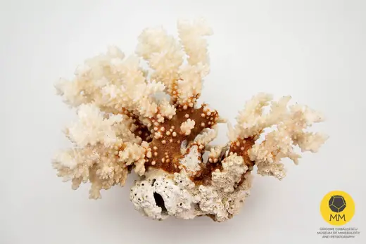 Coral